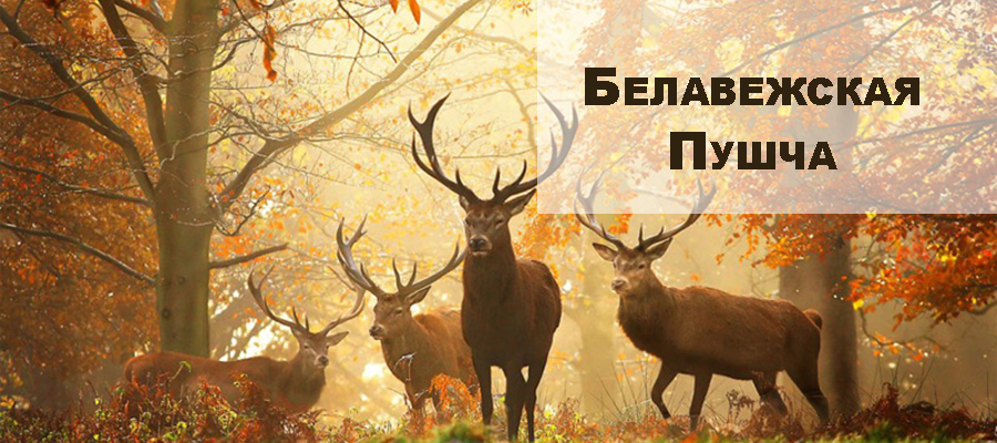 Белавежская Пушча | Трансмировое радио, Беларусь